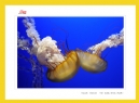 红丝带——关爱、支持与奉献”公益摄影展作品欣赏(5)_在线影展的作品
