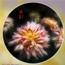 李卓华《菊韵》摄影作品欣赏(7)_在线影展的作品