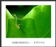 会城摄影协会“百微之美”微距作品欣赏(8)_在线影展的作品