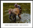 岑锡斌获中国摄影家杂志海南猴岛十杰摄影作品欣赏(8)_在线影展的作品