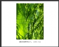 夏章烈 作品(6)_夏章烈的作品