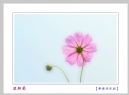 李卓华“波斯菊”微距摄影作品欣赏(8)_在线影展的作品