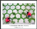 “大泽新城展新貌”摄影比赛获奖作品欣赏(24)_在线影展的作品