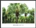 林惠兰 作品(8)_林惠兰的作品
