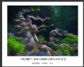 “森芭蕾杯”盆景大展摄影比赛获奖作品欣赏(8)_在线影展的作品