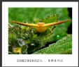 会城摄影协会“百微之美”微距作品欣赏(9)_在线影展的作品