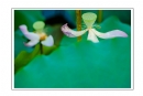 冯耀华《作嫁衣裳》摄影作品欣赏(9)_在线影展的作品