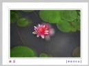 李卓华“睡莲”系列摄影作品欣赏(13)_在线影展的作品