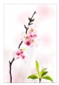 李卓华《?；ㄖ怠飞阌白髌沸郎?8)_在线影展的作品