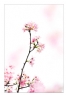 李卓华《?；ㄖ怠飞阌白髌沸郎?10)_在线影展的作品
