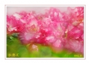 李卓华“春花烂漫-2014”摄影作品欣赏(8)_在线影展的作品