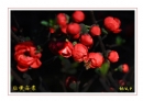 李卓华“春花烂漫-2014”摄影作品欣赏(30)_在线影展的作品